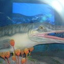 Ichthyosaur!